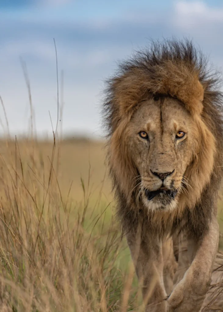 Male lion with full mane walking through golden savanna grassland during an African safari