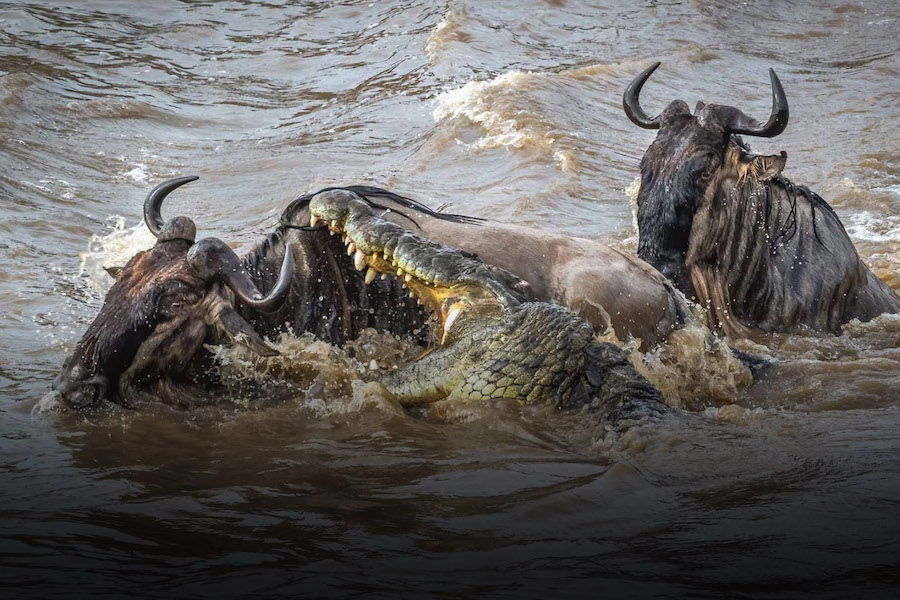 Nile crocodile attacking wildebeest during Great Migration river crossing in Africa