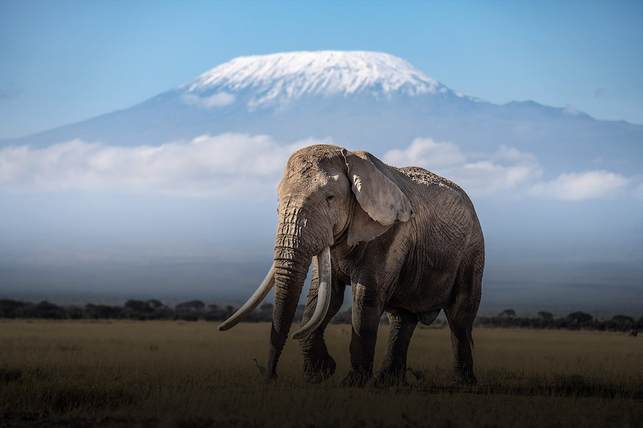 African elephant with long tusks in front of snow-capped Mount Kilimanjaro in Kenya