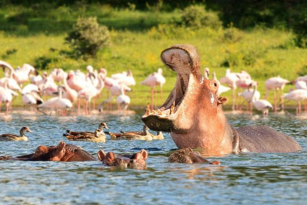 Hippos of Lake Naivasha