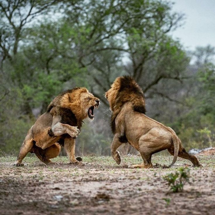 marsh pride lions fighting