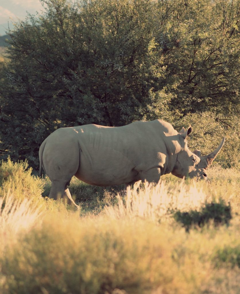 White rhinoceros grazing in golden grassland with acacia trees in African wilderness