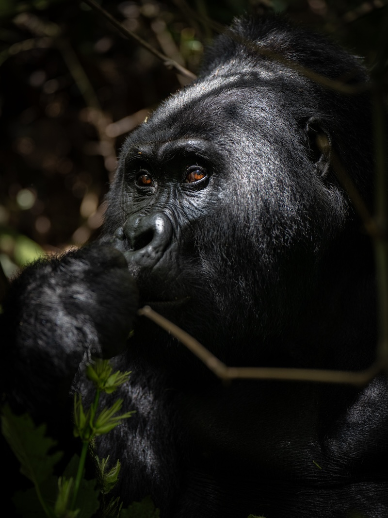 Mountain gorilla resting in dense forest vegetation in Africa