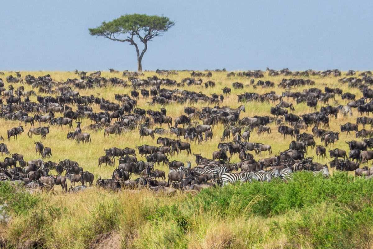 Vast wildebeest herd with zebras grazing on African savanna plains during the Great Migration