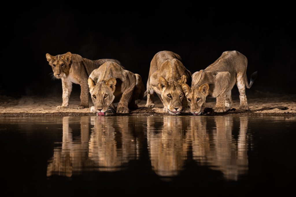 Four lionesses drinking water at night with reflections visible in a waterhole