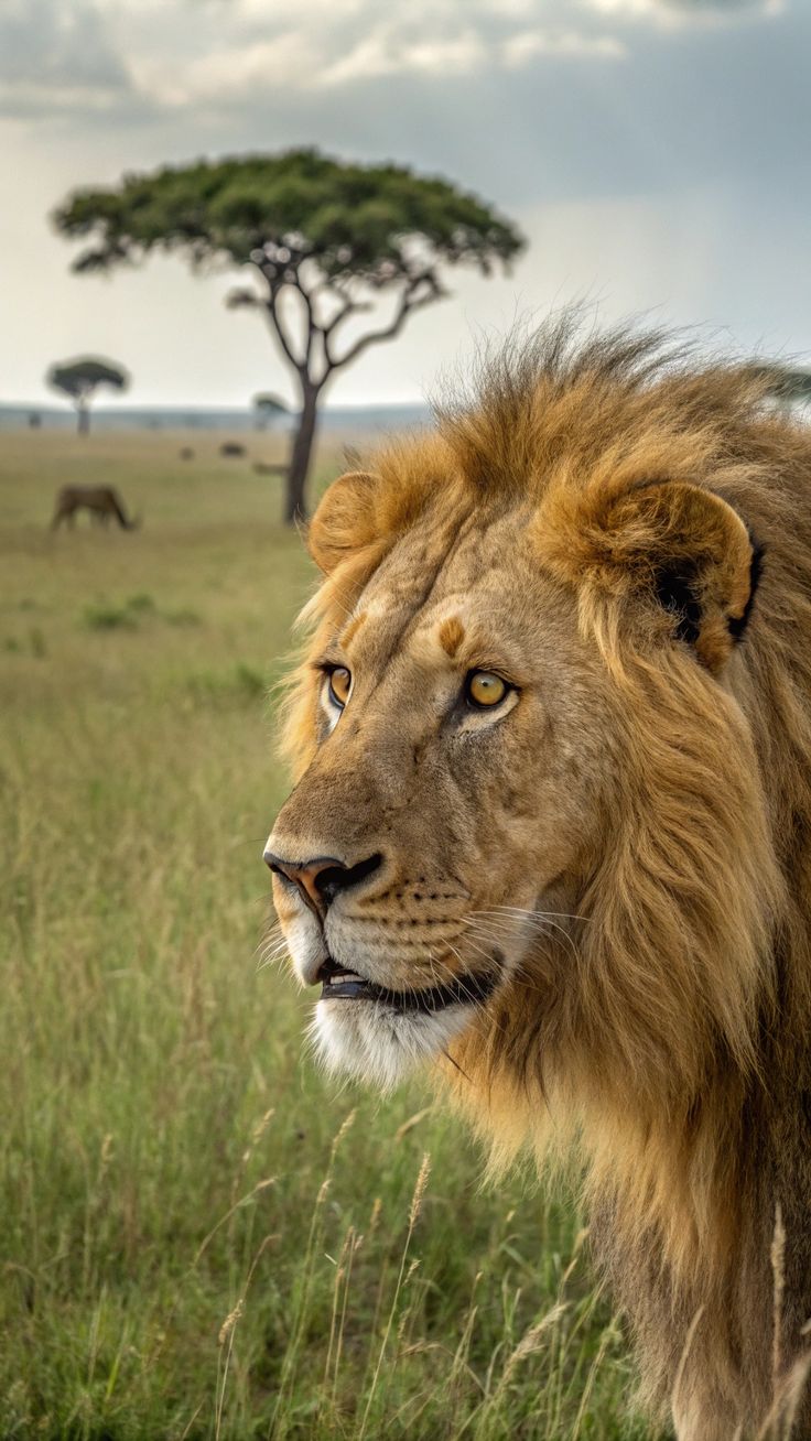 Lion