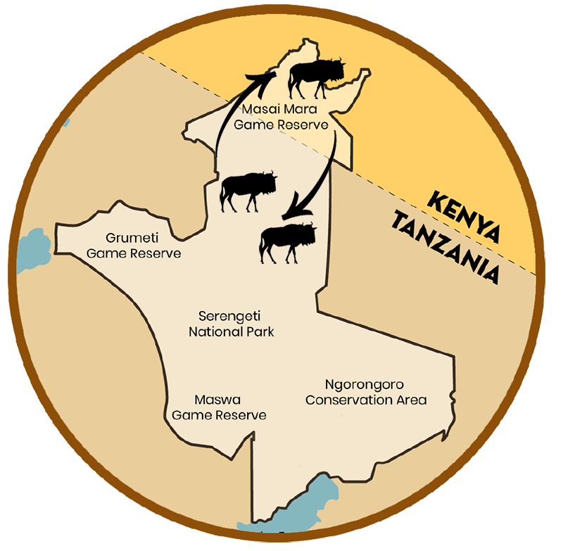 Map showing wildebeest migration route through Serengeti and Masai Mara game reserves between Tanzania and Kenya