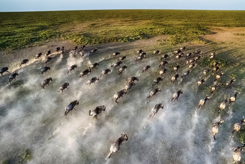 Aerial view of wildebeest herd running across dusty plains during the Great Migration in Africa