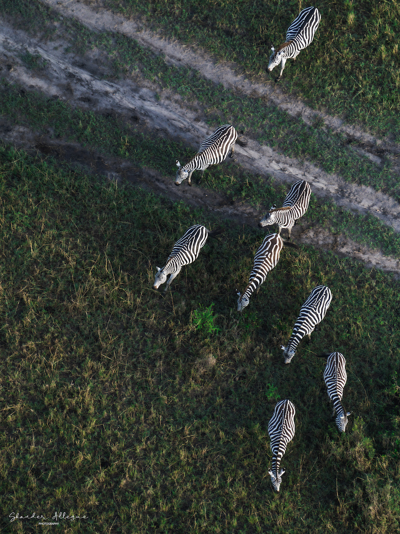 Aerial view of eight zebras walking in single file across grassland and dirt paths in African savanna
