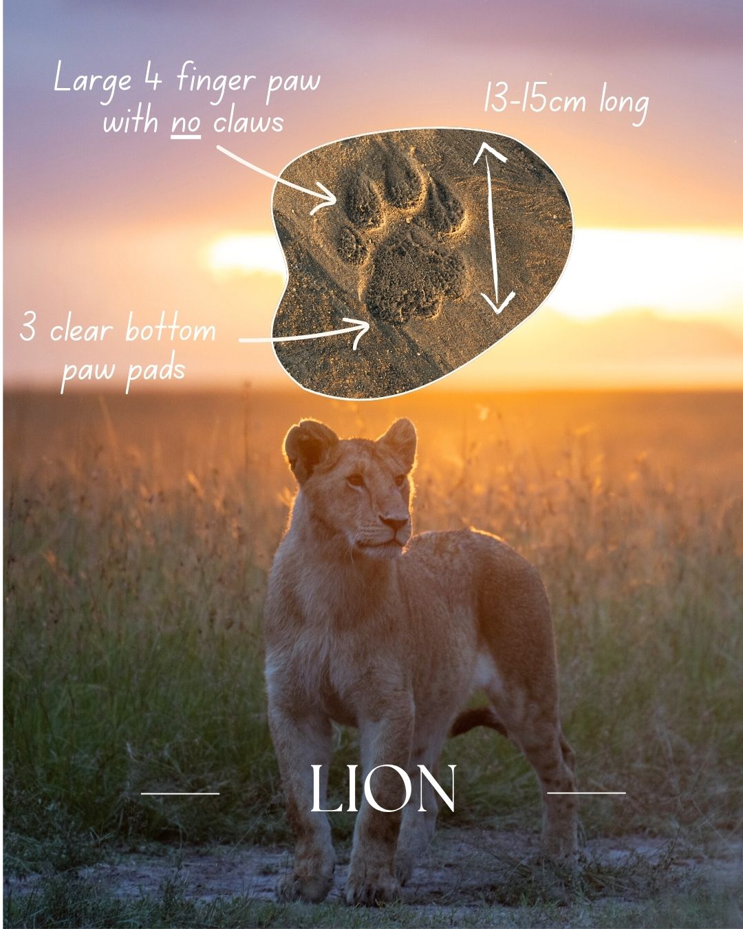 tracking lions footprint