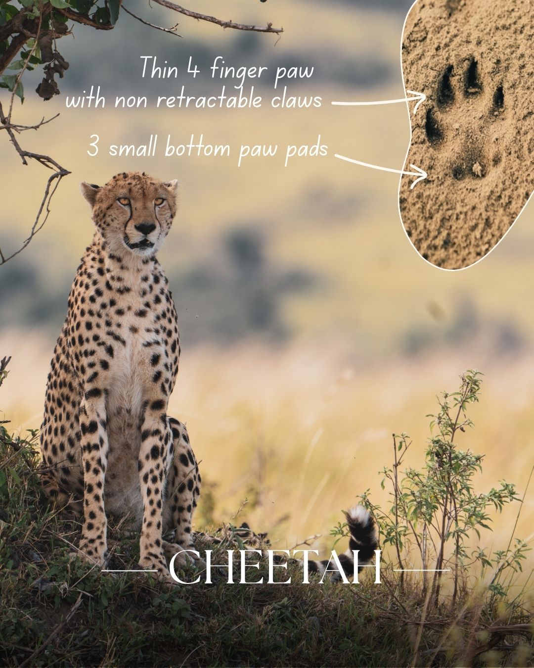 tracking cheetah footprint