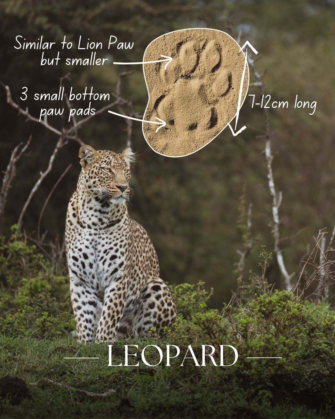 tracking leopard footprint