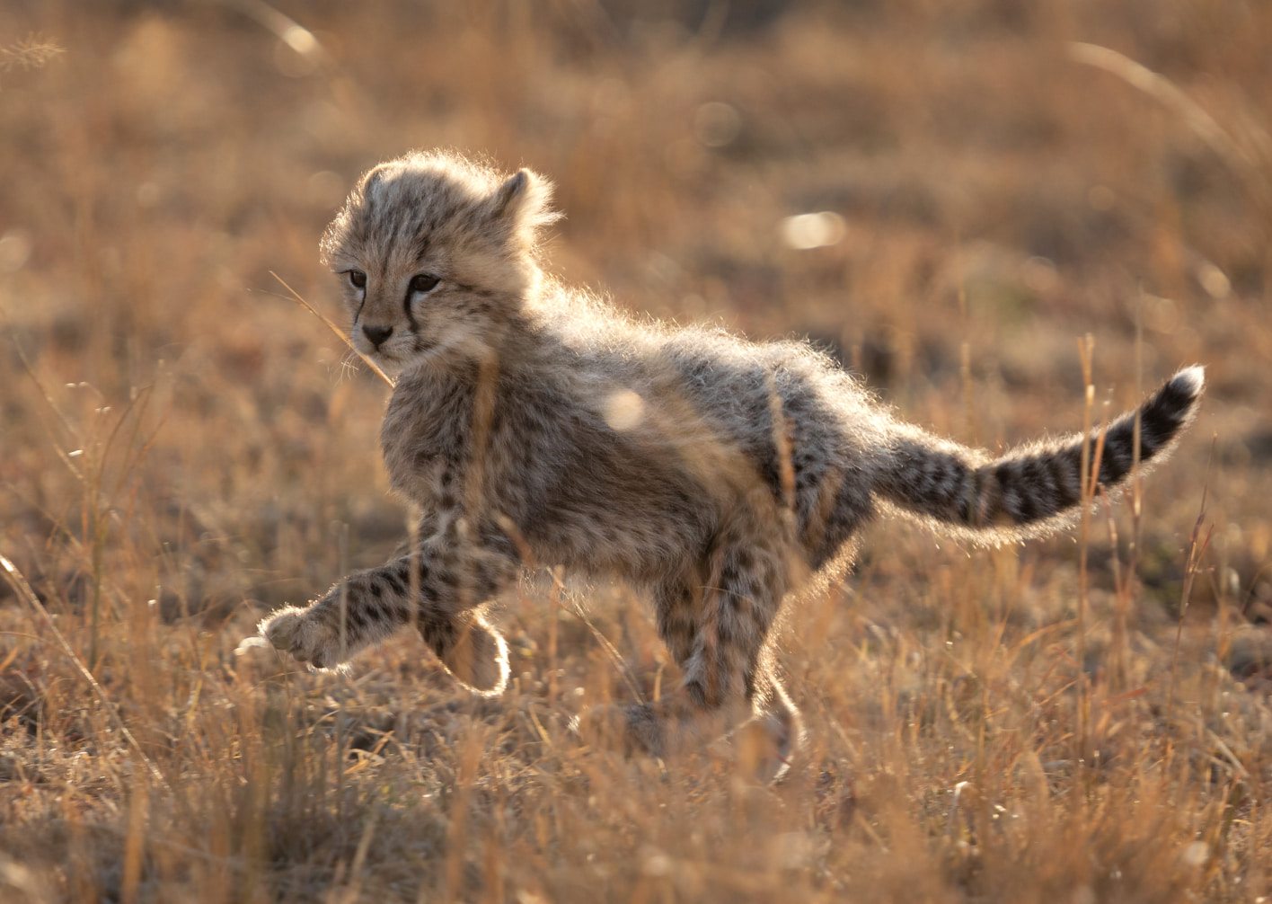 baby cheetah