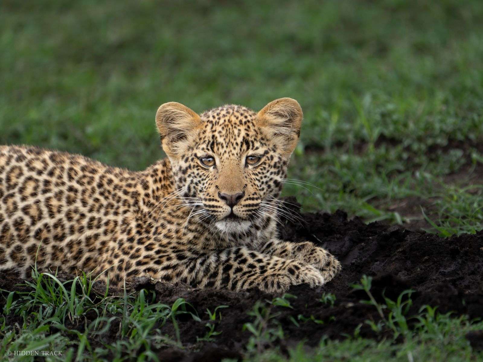 baby leopard in naibosho