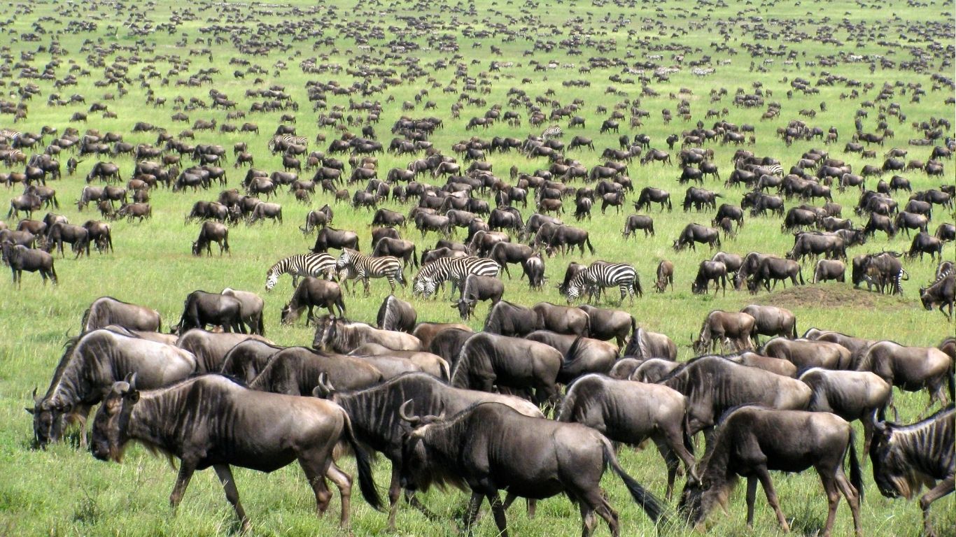 great migration maasai mara green season