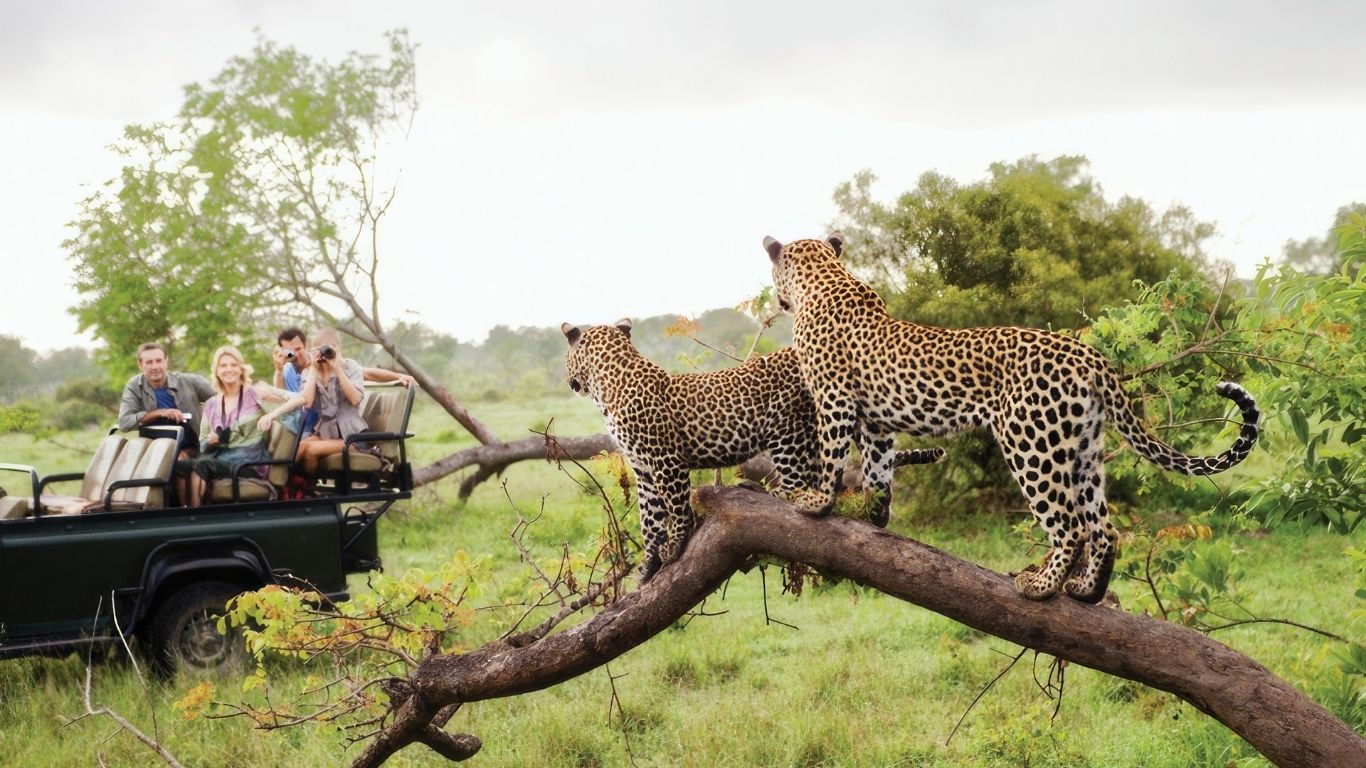 leopard in green season
