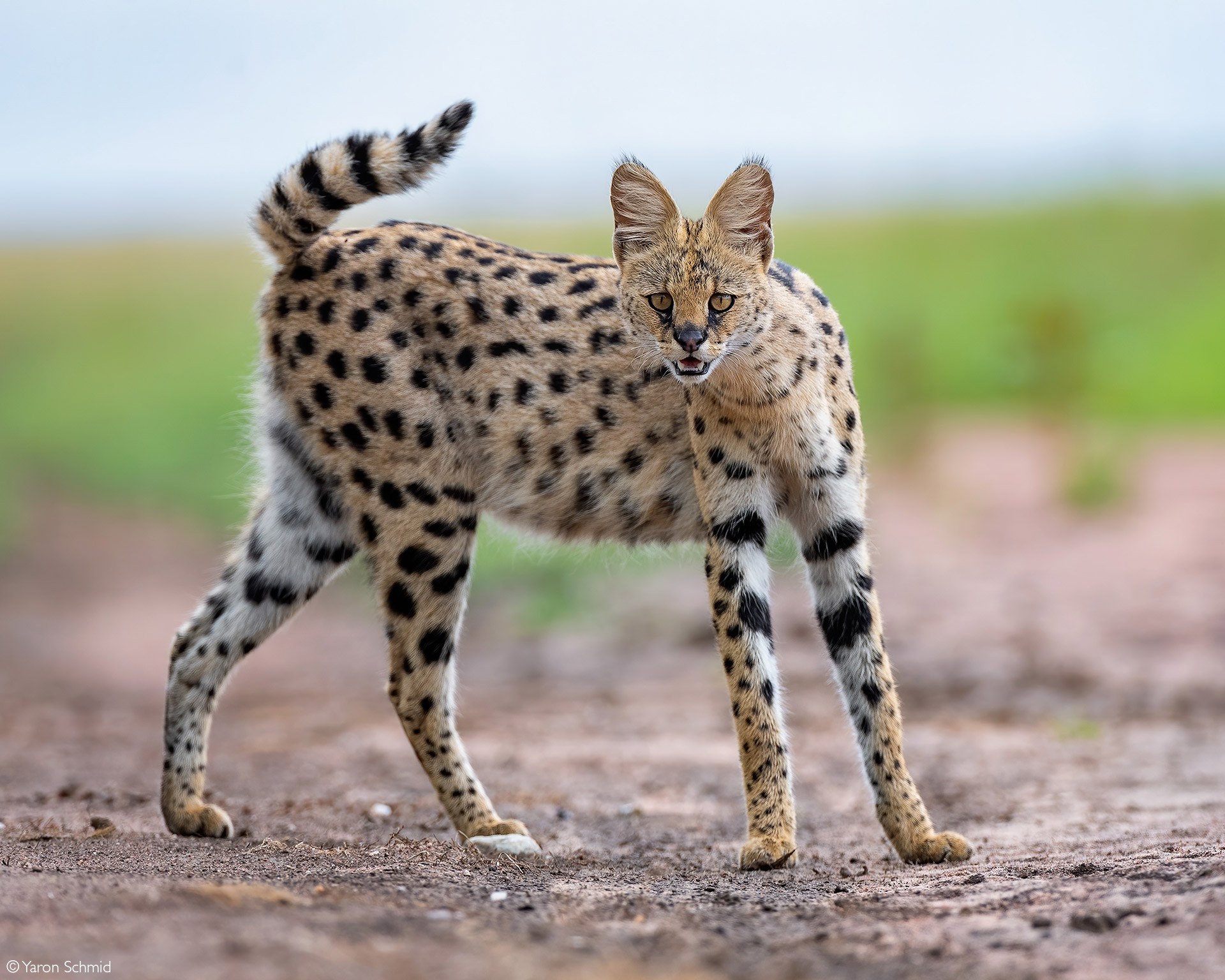 serval in the savana
