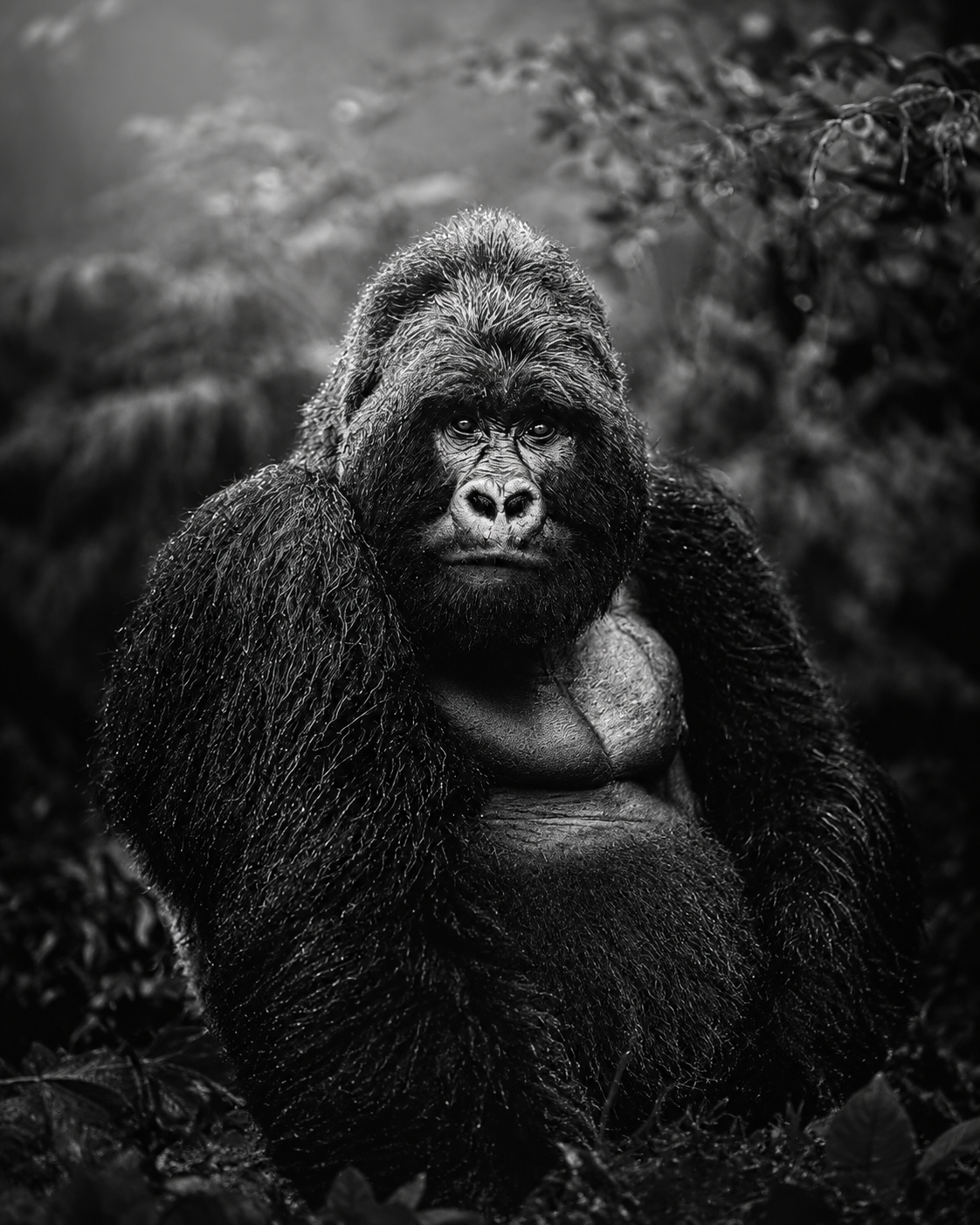 mountain gorilla rwanda black and white